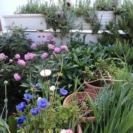 Flowers' * Naxos City