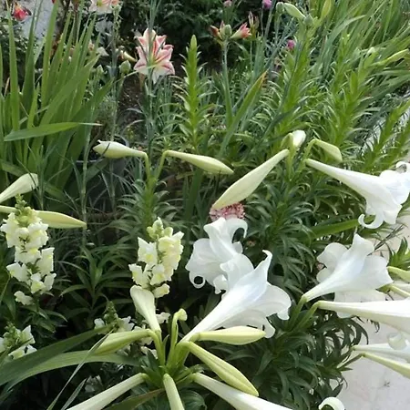 Flowers' * Naxos City